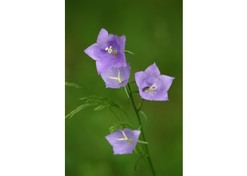 Pfirsichblatt Glockenblume (Campanula persicifolia) - © Emanuel Trummer